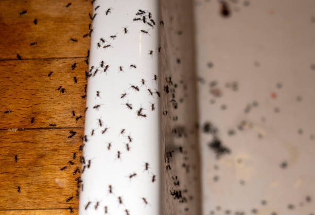 Spider Control Near Me in Fruitland, NC